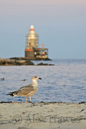 Seagull and Sakonnet Lighthouse, Little Compton, Rhode Island