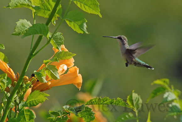 Ruby-throated hummingbird, Little Compton, Rhode Island