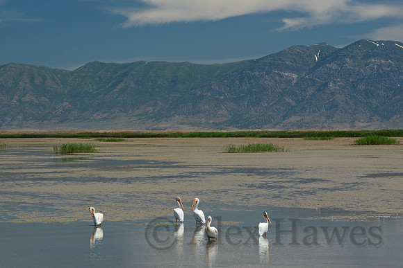 White pelicans, Great Salt Lake, Utah