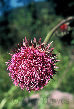 Canada thistle, Rocky Mountain National Park, Colorado