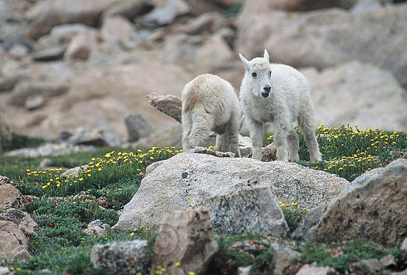 Mountain goat kids, Mount Evans, Colorado