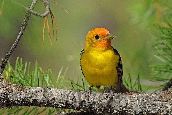 Western tanager, Grand Teton National Park, Wyoming