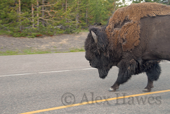Bison crossing road in Yellowstone National Park, Wyoming
