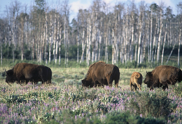 Bison herd, Antelope Flats, Grand Teton National Park, Wyoming