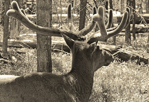 Male elk, Yellowstone National Park, Wyoming