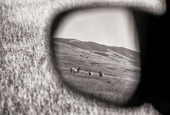 Pronghorn antelope in side-mirror, National Bison Range, Montana