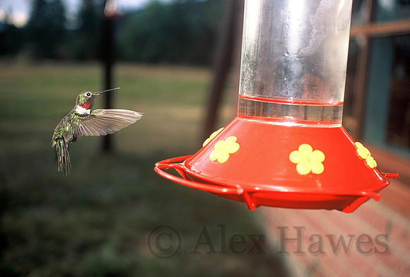 Male broad-tailed hummingbird at feeder, Utah