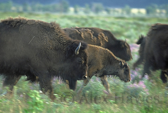 Bison herd on the move, Antelope Flats, Grand Teton National Park, Wyoming