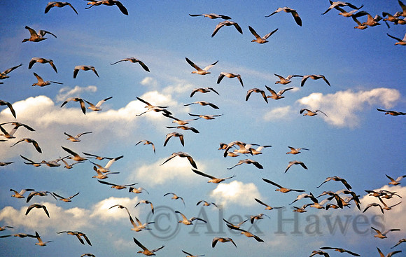 Snow geese, Middle Creek Wildlife Management Area, Lancaster Co. Pennsylvania