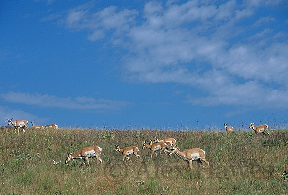 Pronghorn herd, National Bison Range, Montana