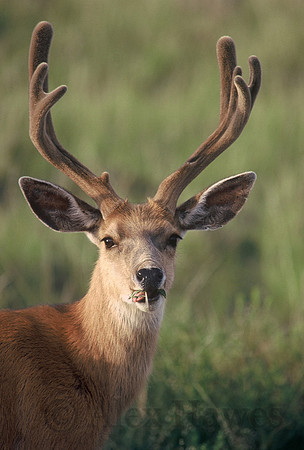 Mule deer, Great Sand Dunes National Park, Colorado