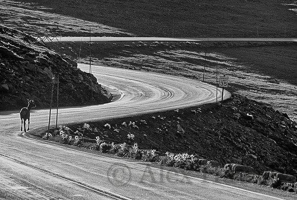 Elk in the road, Rocky Mountain National Park, Colorado