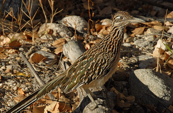 Roadrunner, Sabino Canyon, Tucson, Arizona