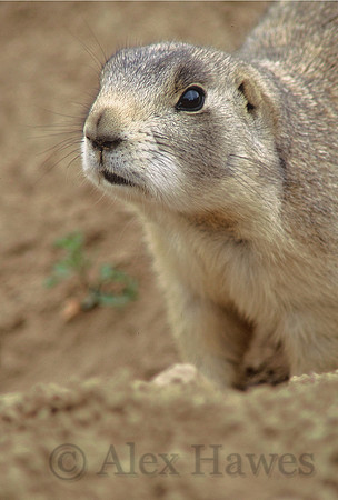 White-tailed prairie dog, Arapaho National Wildlife Refuge, Colorado