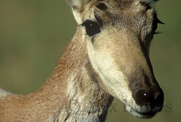 Female pronghorn antelope, National Bison Range, Montana