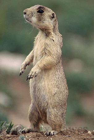 White-tailed prairie dog, Arapaho National Wildlife Refuge, Colorado