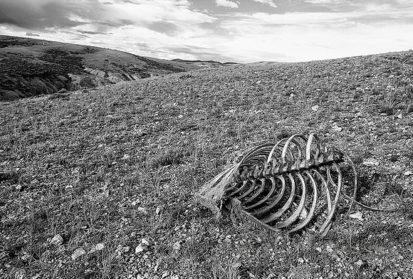 Cattle skeleton, Colorado