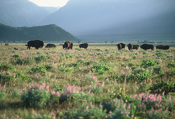 Bison herd, Antelope Flats, Grand Teton National Park, Wyoming