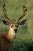 Wildlife