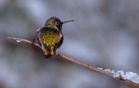 Male Costa's hummingbird in snow, Tucson, Arizona