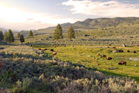 Bison, Lamar Valley,Yellowstone National Park, Wyoming