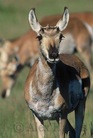 Female pronghorn antelope, National Bison Range, Montana