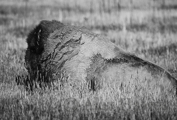 Bison at Buffalo Herd Overlook, along I-70 west of Denver, Colorado