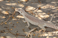 Desert iguana, Death Valley National Park, California