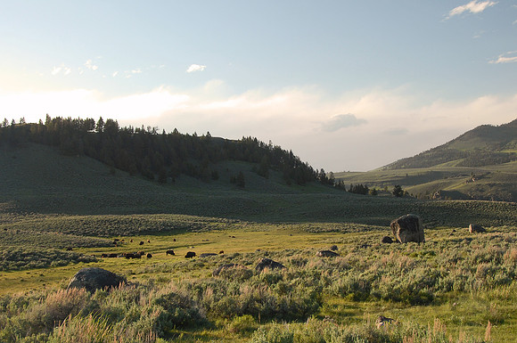 Bison grazing in Lamar Valley, Yellowstone National Park, Wyoming