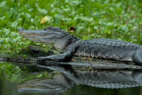 American alligator, Atchafalaya Swamp, Breaux Bridge, Louisiana
