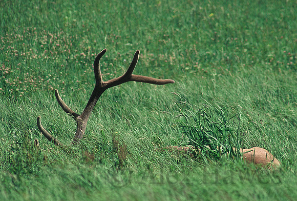Male elk in grass, Grand Teton National Park, Wyoming