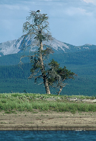 Bald eagle, Yellowstone Lake, Wyoming