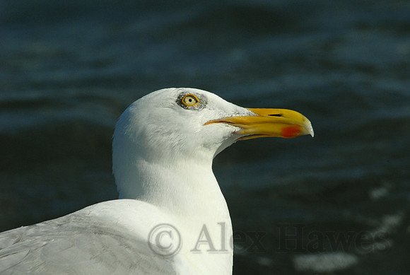 Seagull, Rose Island, Rhode Island