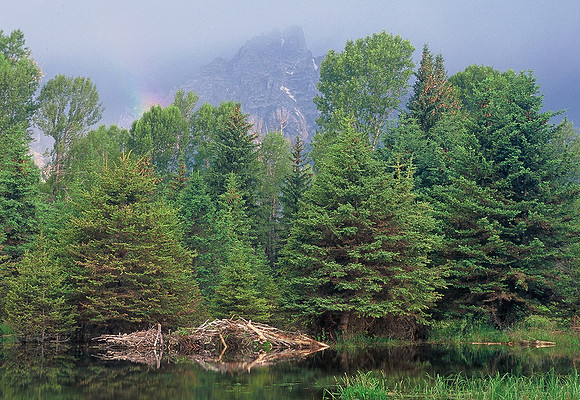 Beaver lodge near Schwabachers Lodge, Grand Teton National Park, Wyoming