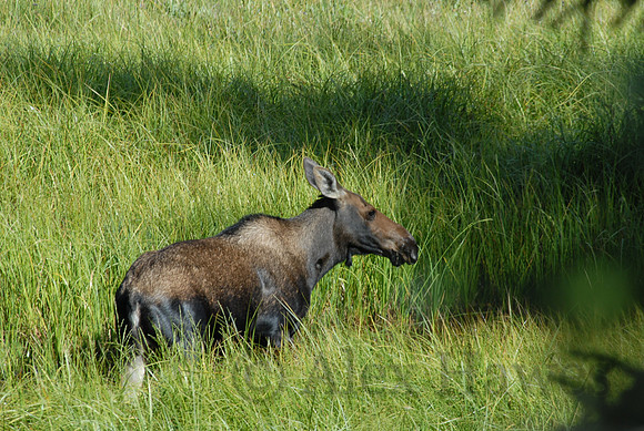 Female moose, Rocky Mountain National Park, Colorado