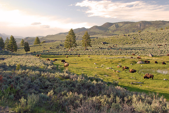 Bison, Lamar Valley,Yellowstone National Park, Wyoming
