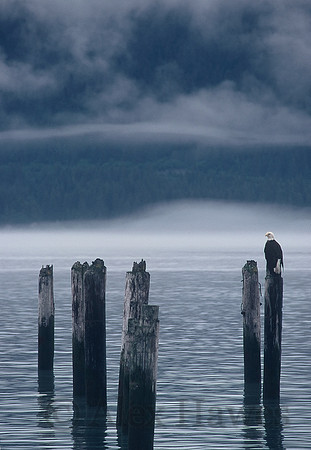 Bald eagle, Seward, Alaska