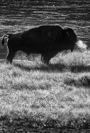 Bison breath, Yellowstone National Park, Wyoming