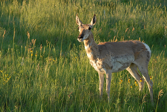Pronghorn antelope, Custer State Park, South Dakota