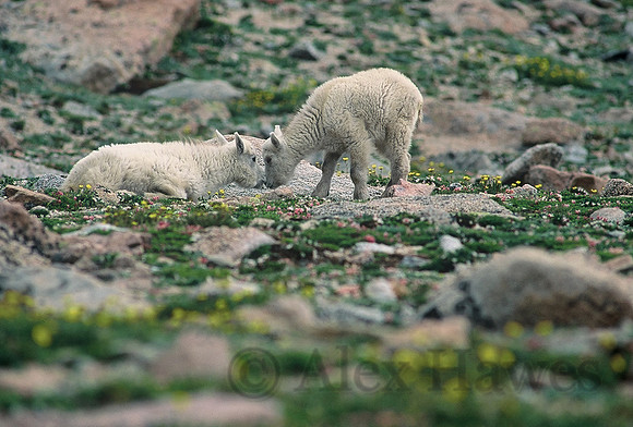 Mountain goat kids, Mount Evans, Colorado