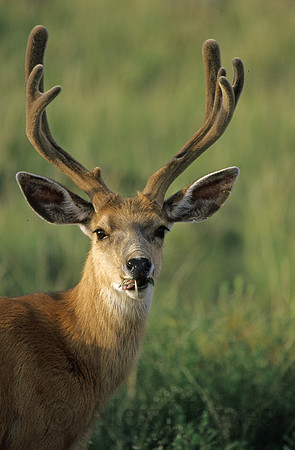 Mule deer buck, Great Sand Dunes National Park, Colorado
