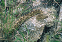 Black-tailed rattlesnake, Saguaro National Park East, Arizona