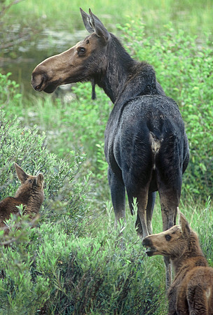 Female moose and calves, Grand Teton National Park, Wyoming