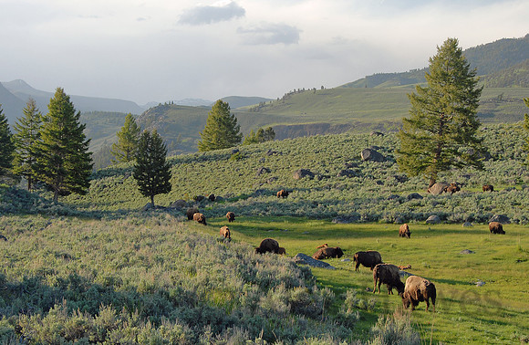 Bison grazing in Lamar Valley, Yellowstone National Park, Wyoming