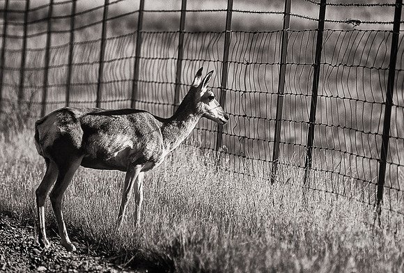 Female pronghorn antelope at boundary fence of National Bison Range, Montana