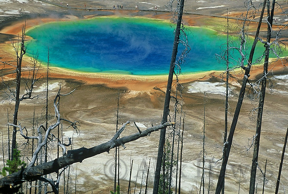 Snags from 1988 fire in front of Grand Prismatic Pool, Yellowstone National Park, Wyoming
