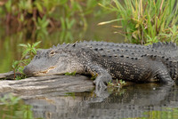 American alligator, Atchafalaya Swamp, Breaux Bridge, Louisiana