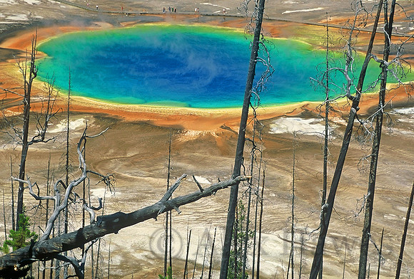 Snags from 1988 fire in front of Grand Prismatic Pool, Yellowstone National Park, Wyoming