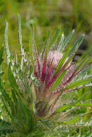 Elk thistle, Middle Geyser Basin, Yellowstone National Park, Wyoming