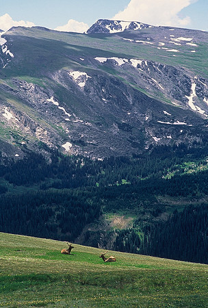 Male elk, Rocky Mountain National Park, Colorado